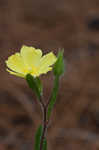 Carolina frostweed